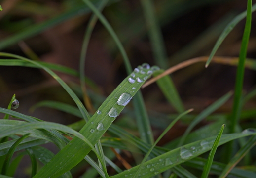 Regentropfen auf Grashalm