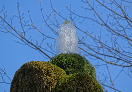 Spitze vom Wasserbaum Ockensen