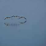 Spiegelung von Flugenten