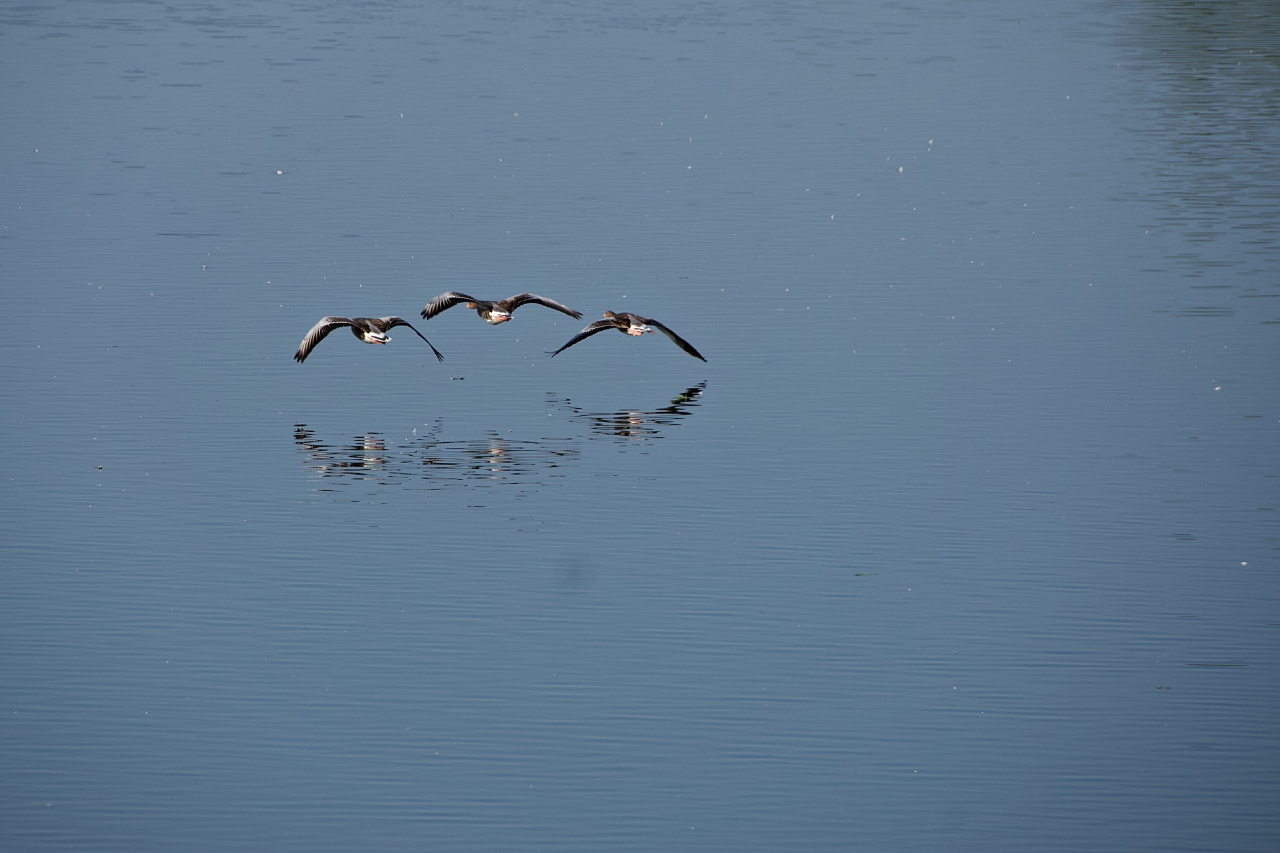 Spiegelung von Flugenten 