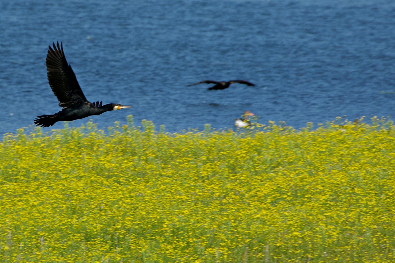 Kormoran