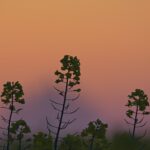 Sonnenaufgang am Rapsfeld