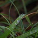 Regentropfen auf Grashalm