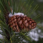 Tannenzapfen