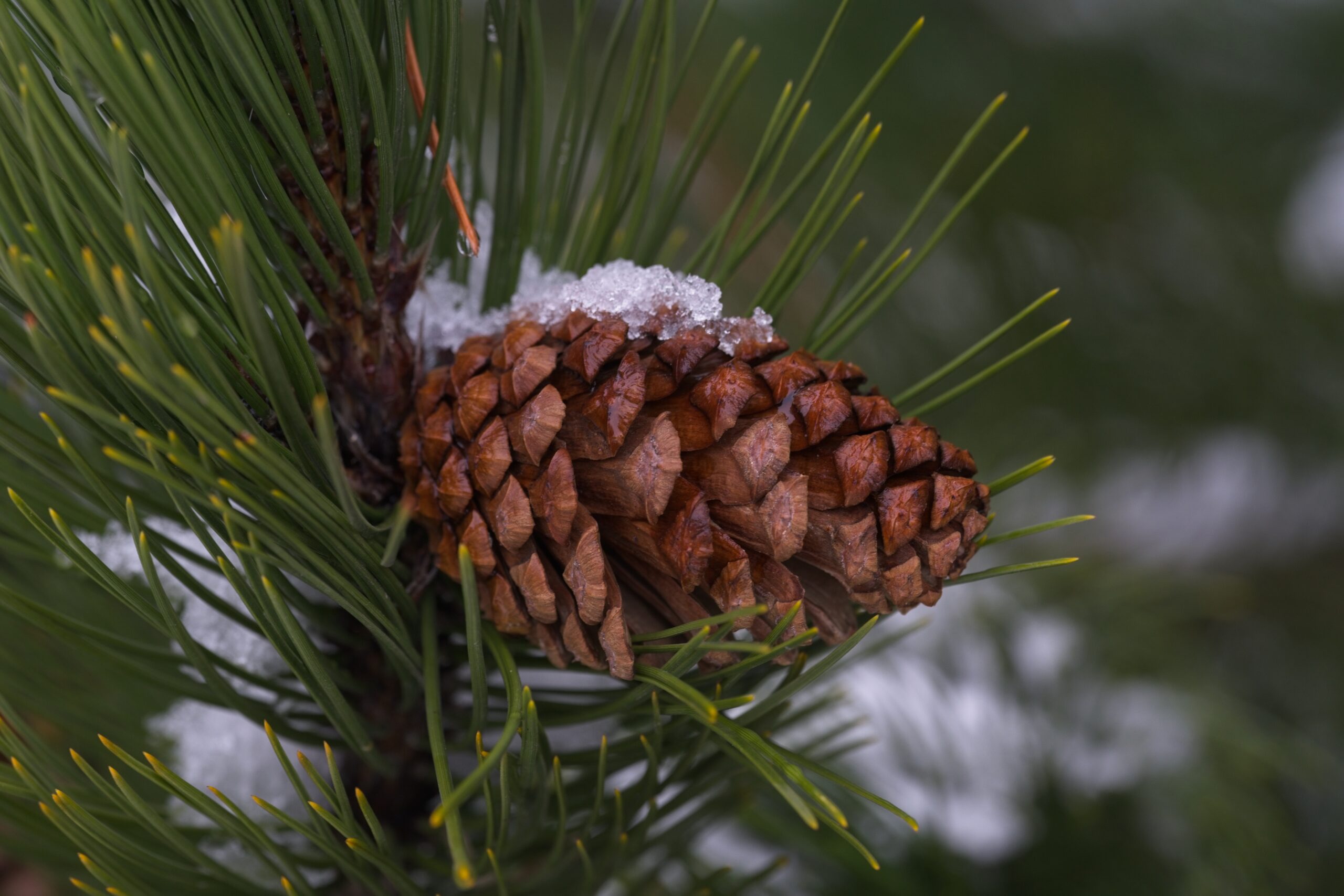 Tannenzapfen