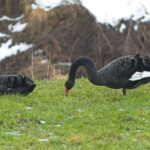 Trauerschwäne an der Leine