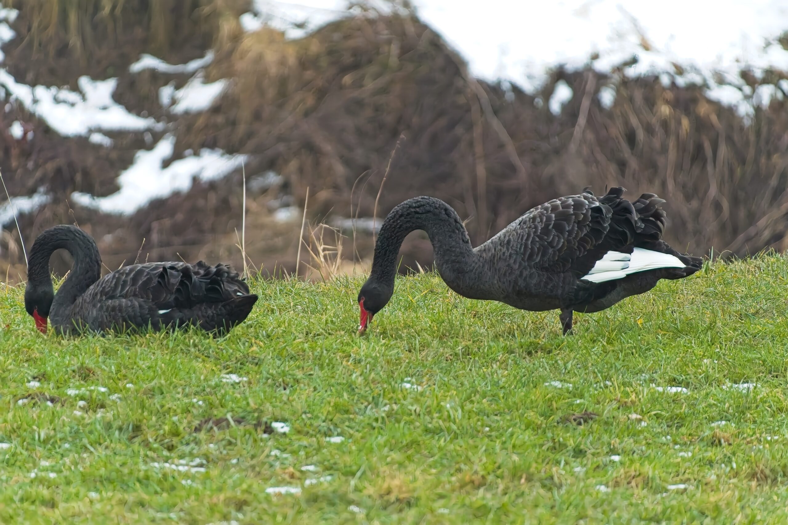 Trauerschwäne an der Leine