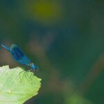 Blauflügel Prachtlibelle