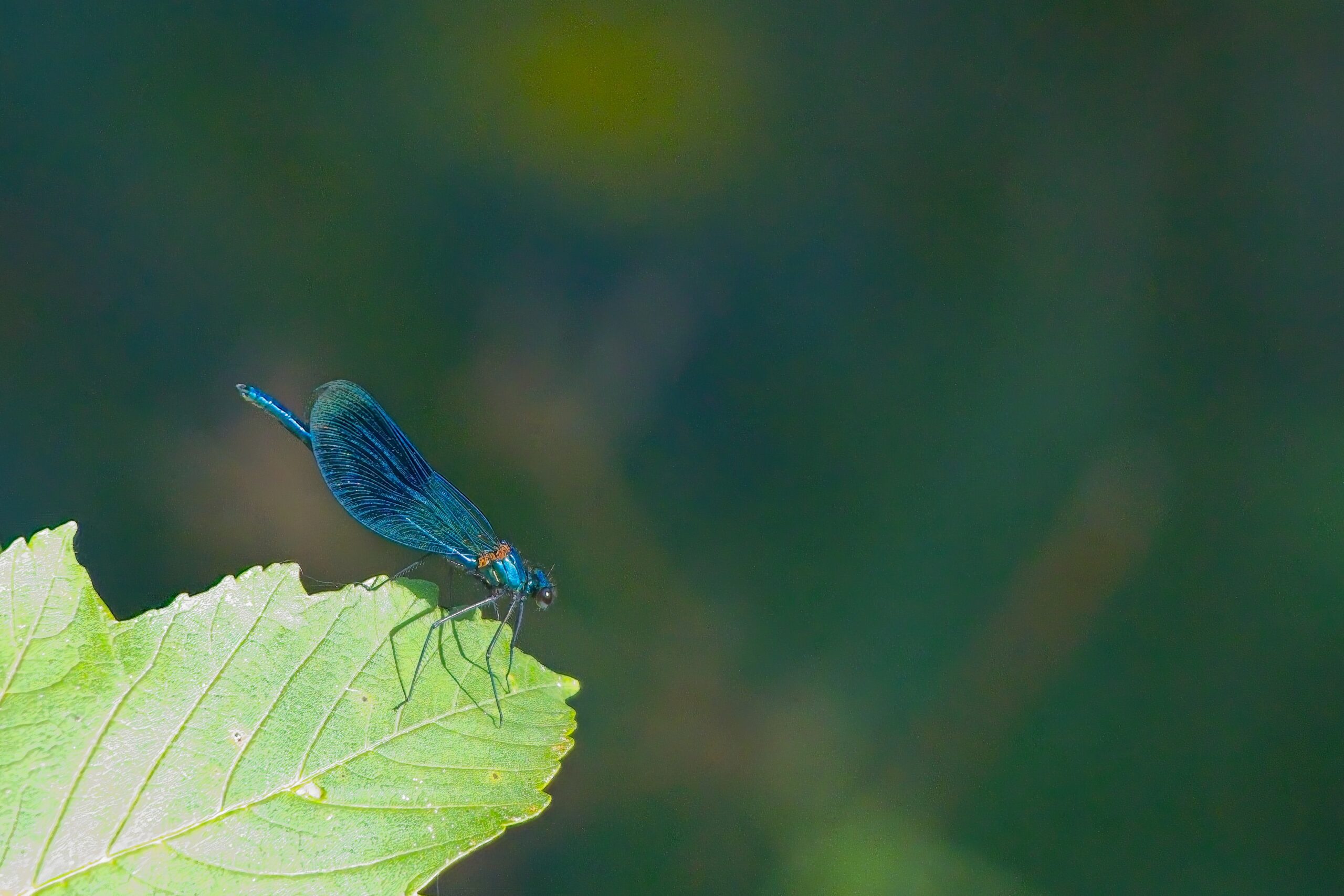 Blauflügel Prachtlibelle