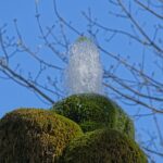 Spitze vom Wasserbaum Ockensen