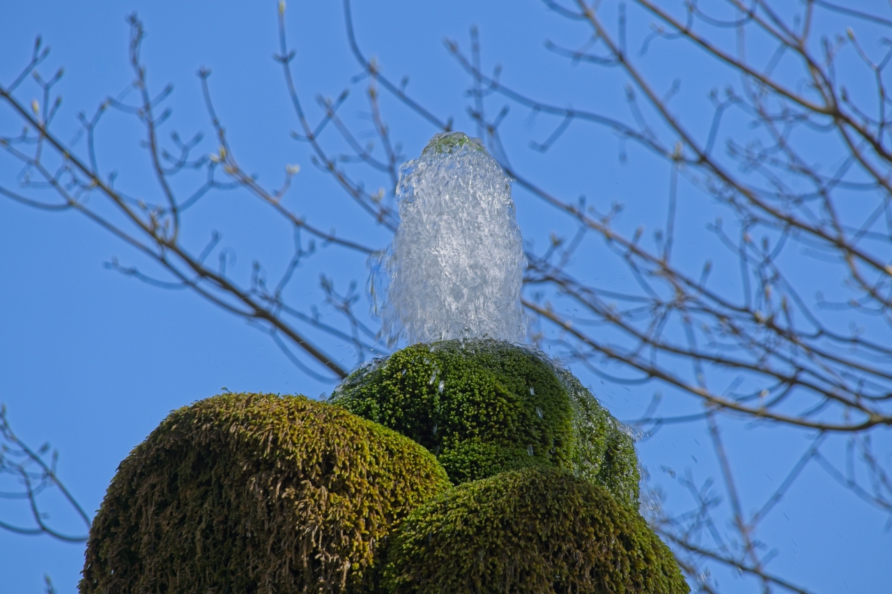Spitze vom Wasserbaum Ockensen