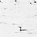 Haubentaucher HighKey