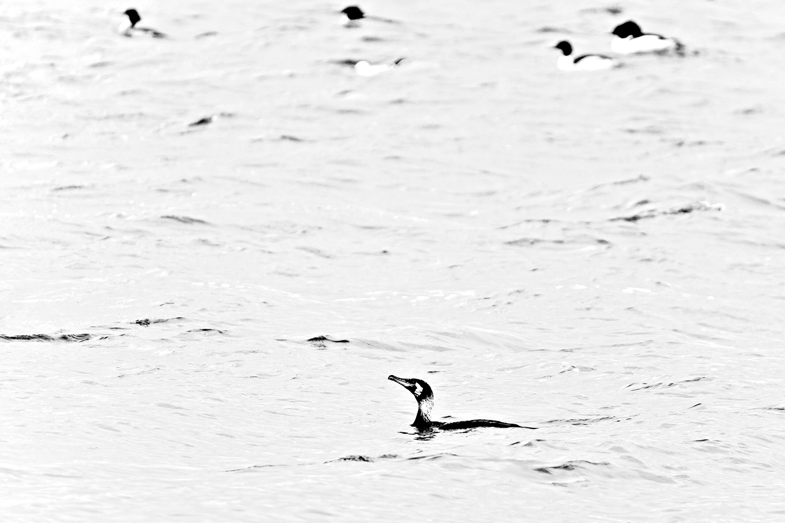 Haubentaucher in HighKey