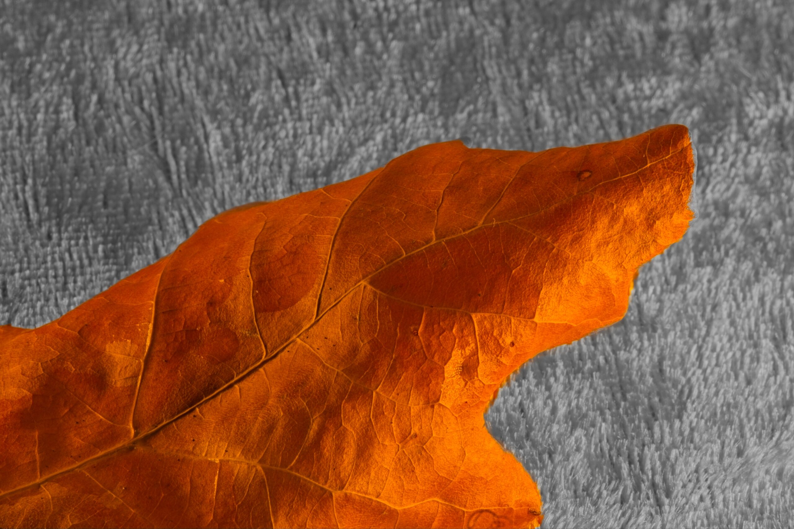 Herbstblatt auf SW