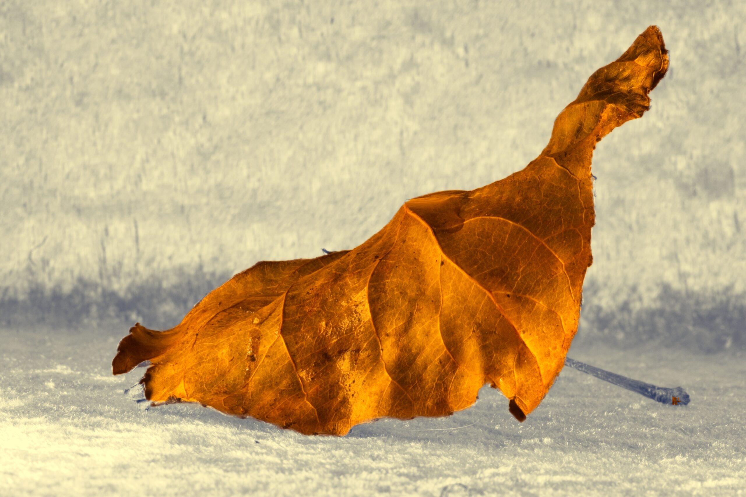 Herbstblatt