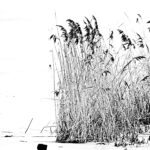 Rohrschilf in HighKey