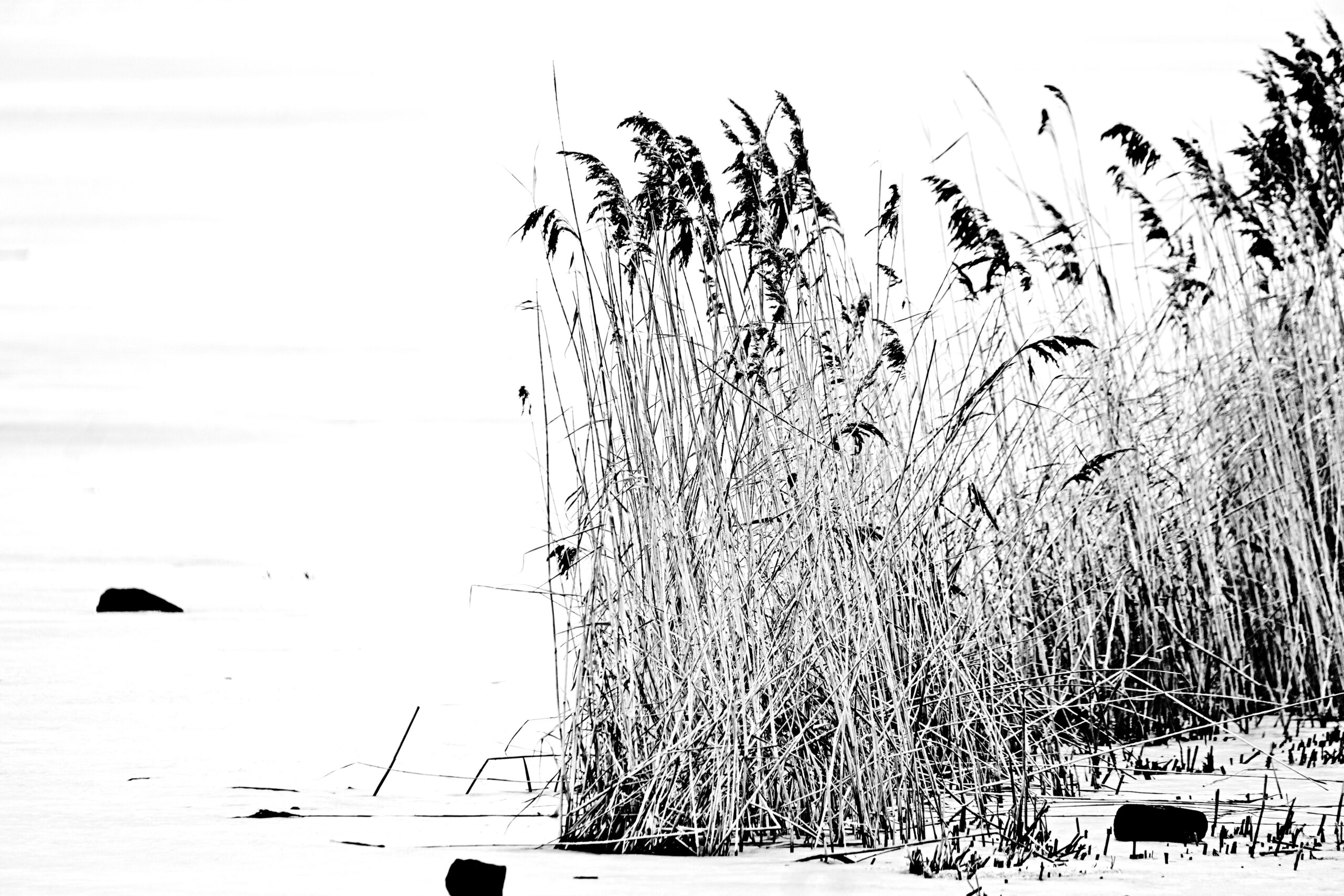 Rohrschilf in HighKey