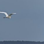 Silberreiher im Flug