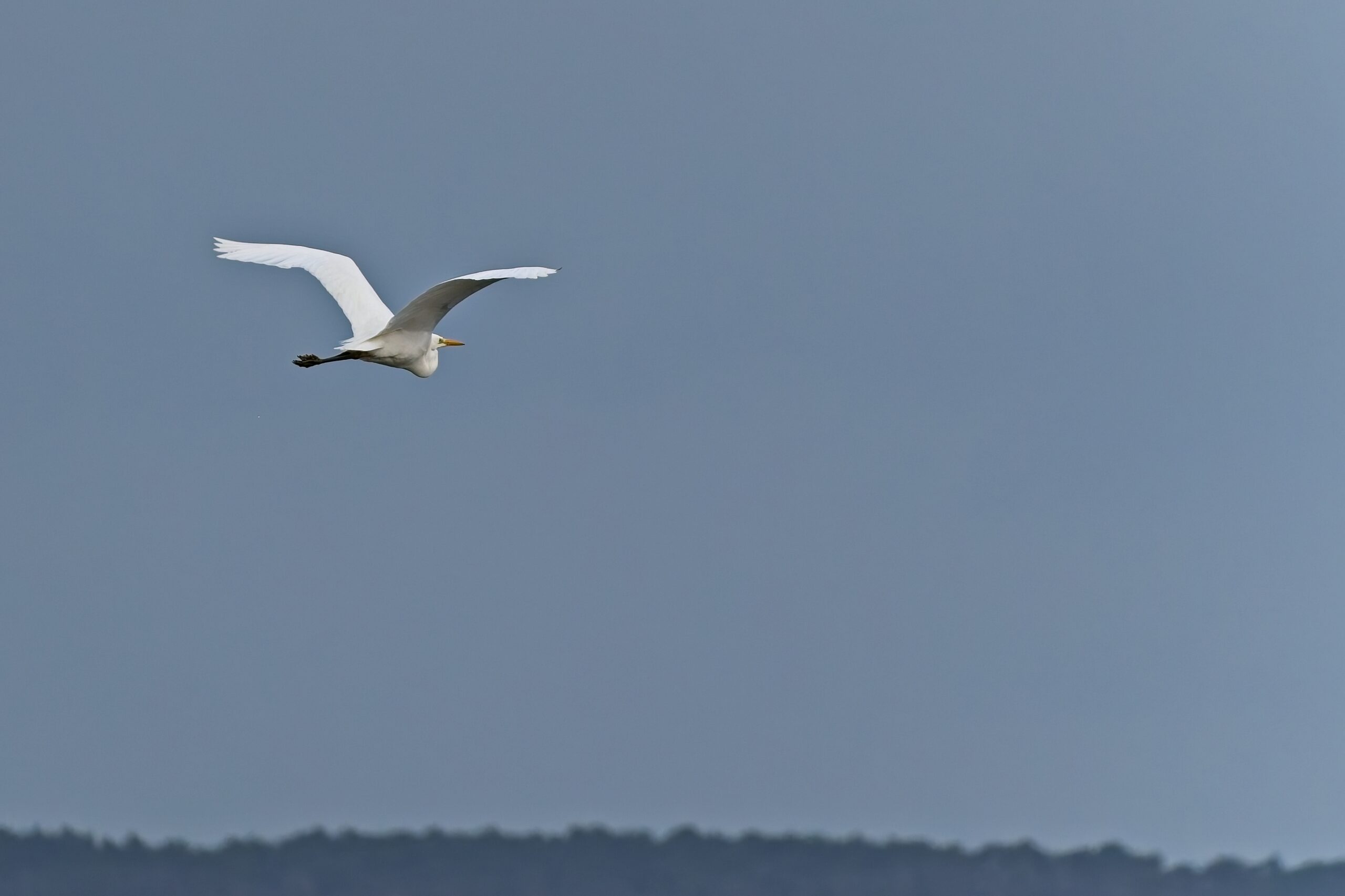 Silberreiher im Flug