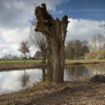 Zum Nature Thursday KW 12-26