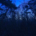 Gespensterwald