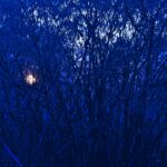 Gespensterwald vor aufgehender Sonne