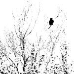 Krähe in HighKey