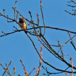 Blaukehlchen