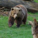 Braunbär