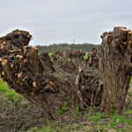 Knochiger Baum