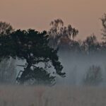 Moorlandschaft