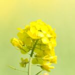 Rapsblüte in Pastell
