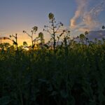 Rapsblüte vor untergehender Sonne