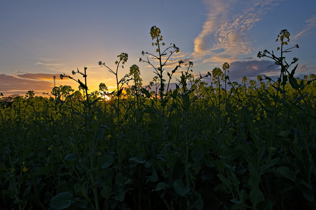 Rapsblüte vor untergehender Sonne