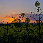 Rapspflanze vor untergehender Sonne_1