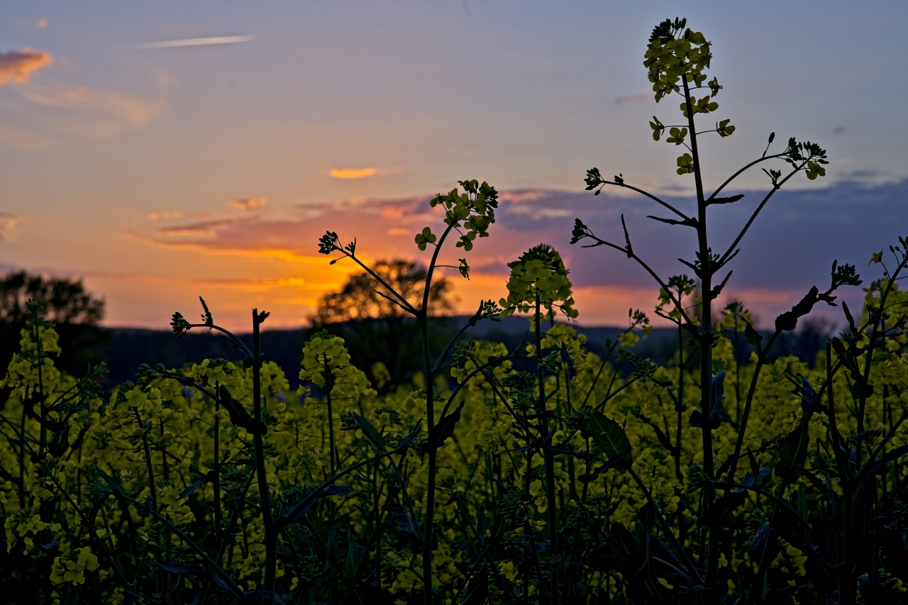 Rapspflanze vor untergehender Sonne_1