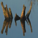 Spiegelung im Moor