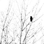 Vogelsilhouette in HighKey