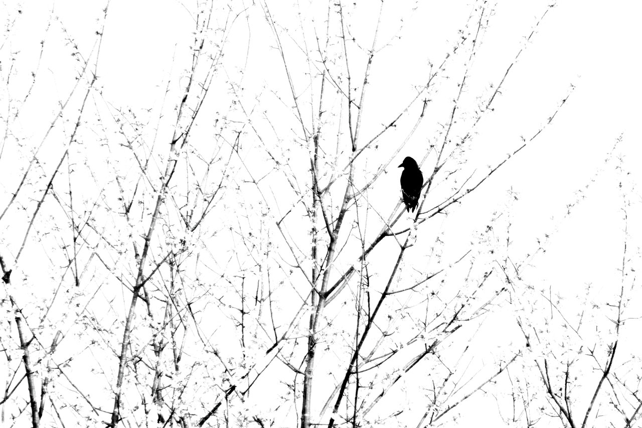 Vogelsilhouette in HighKey