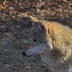 Wolf im Portrait