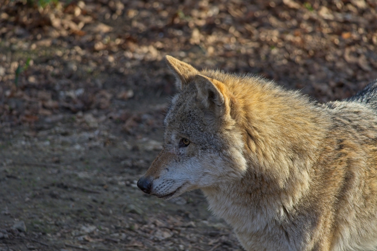 Wolf im Portrait