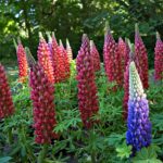 Vielblättrige Lupinen
