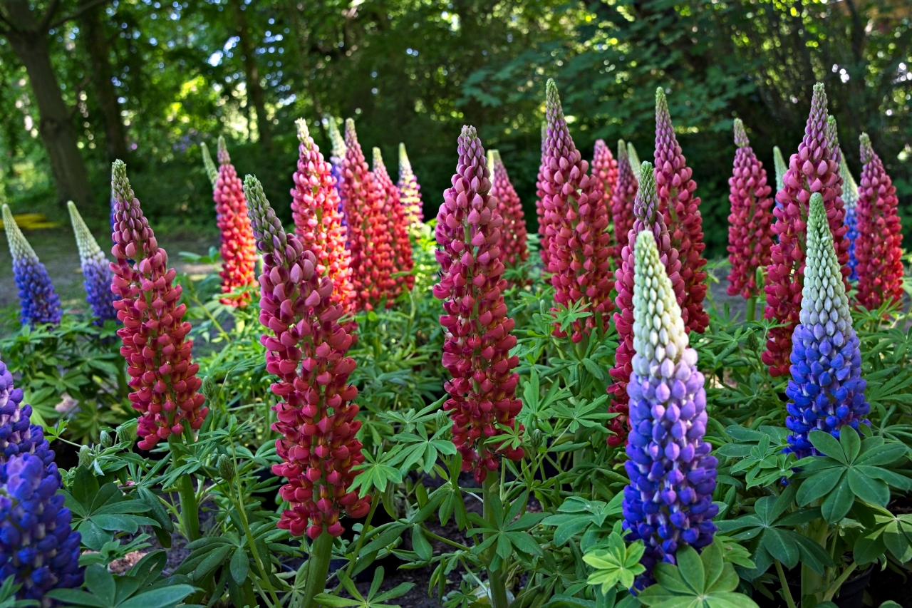 Vielblättrige Lupinen