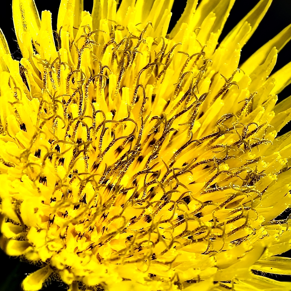 Detailaufnahme einer Löwenzahnblüte
