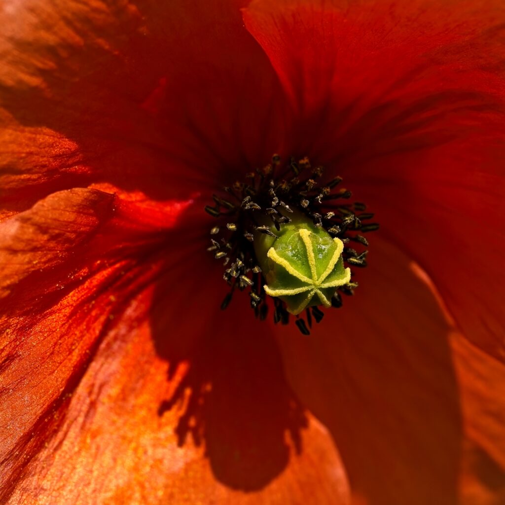 Nahaufnahme einer Klatschmohnblüte
