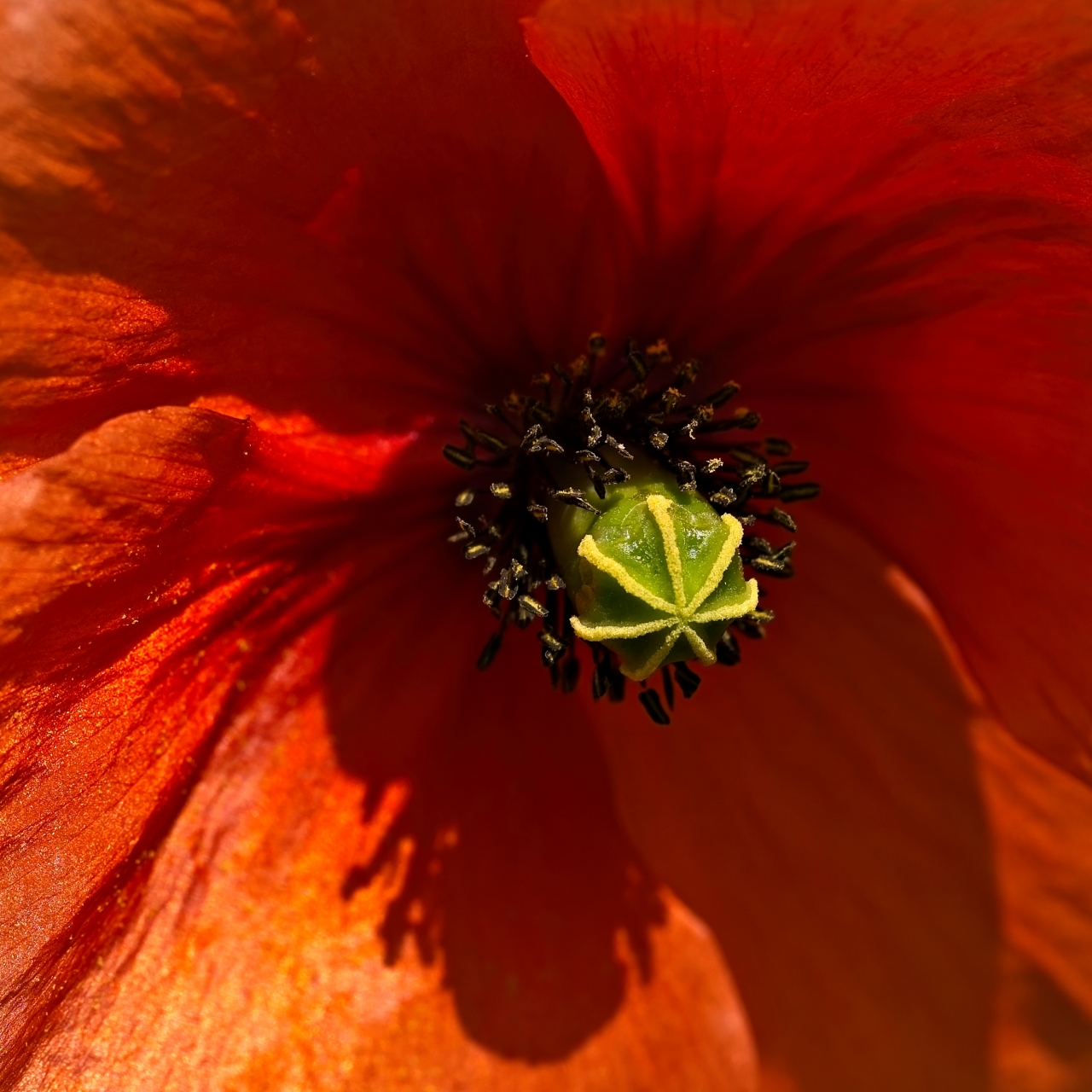 Nahaufnahme einer Klatschmohnblüte