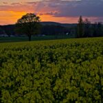 Rapsfeld vor untergehender Sonne