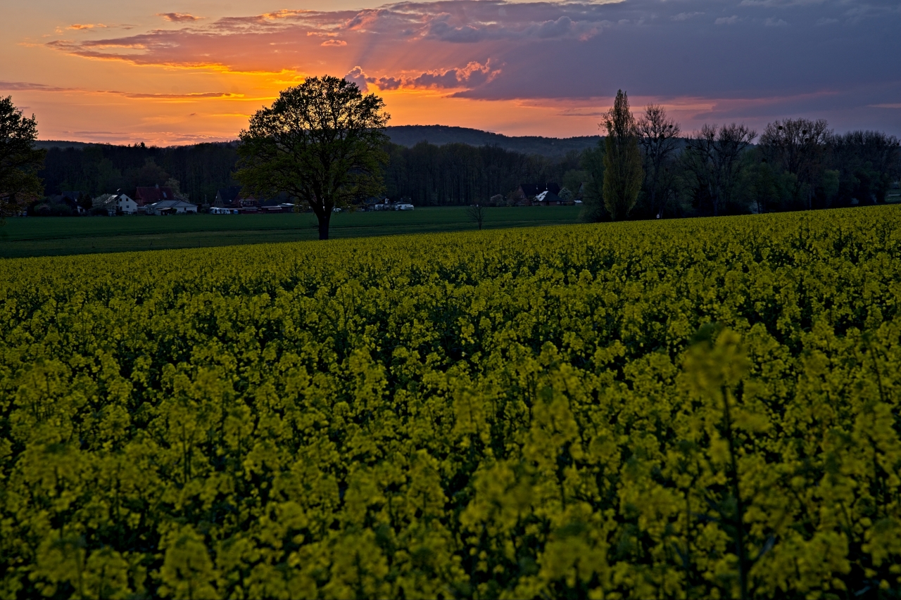 Rapsfeld vor untergehender Sonne
