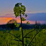 Rapspflanze vor untergehender Sonne_2