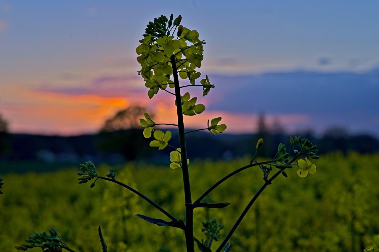 Rapspflanze vor untergehender Sonne_2
